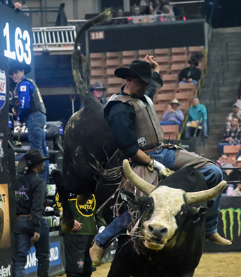 looking right at the bull