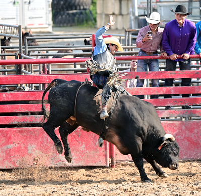 taming the bull